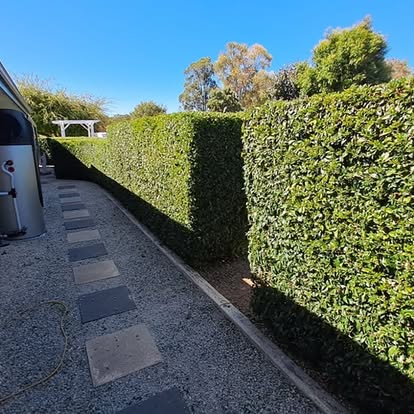Great hedging work completed by Fergie's Total Lawn Care - Bunbury - Treendale- Eaton - Australind - Western Australia Great hedging work completed by Fergie's Total Lawn Care - Bunbury - Treendale- Eaton - Australind - Western Australia
