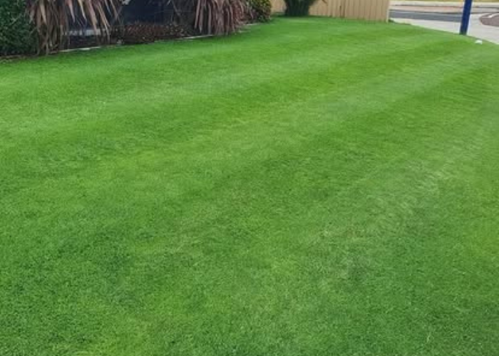 Lush Green Lawn created by Fergie's Total Lawn Care Bunbury WA