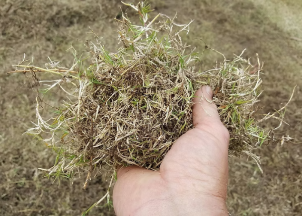 Vertimowing will leave you with a much healthier Lawn - Fergies Total Lawn Care surrounding- Bunbury -Western Australia 