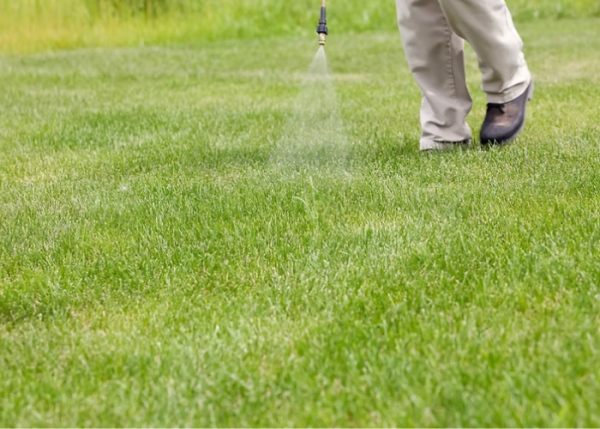 Fergie's Total Lawn Care are a Licensed Pest Management Business - Pest Spraying - Green Lawn - Australind- Western Australia 